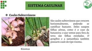 Anatomia E Morfologia Vegetal Ensino M Dio Ppt