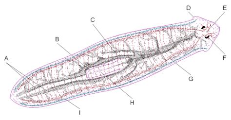 Planarian Diagram Quizlet