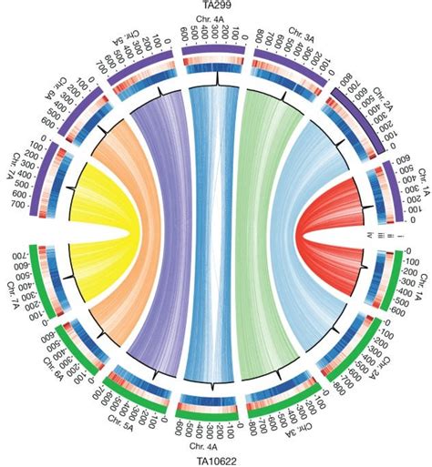 Einkorn Genomics Sheds Light On History Of The Oldest Domesticated