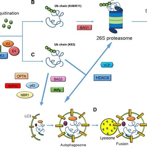 Autophagy Related Proteins Lc Atg Beclin Atg Atg Lamp P