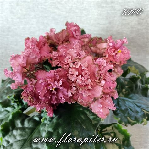 АВ-Хурма (Фиалковод) 2019 - FloraPiter.Ru коллекционные ФИАЛКИ из Санкт ...