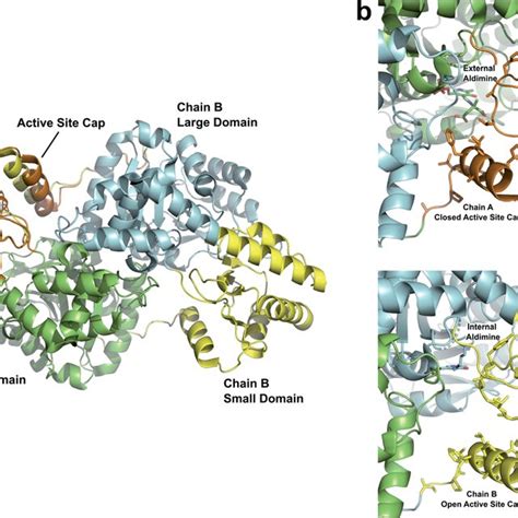 A Chemical Structures Of Pyridoxal 5 0 Phosphate Internal Aldimine