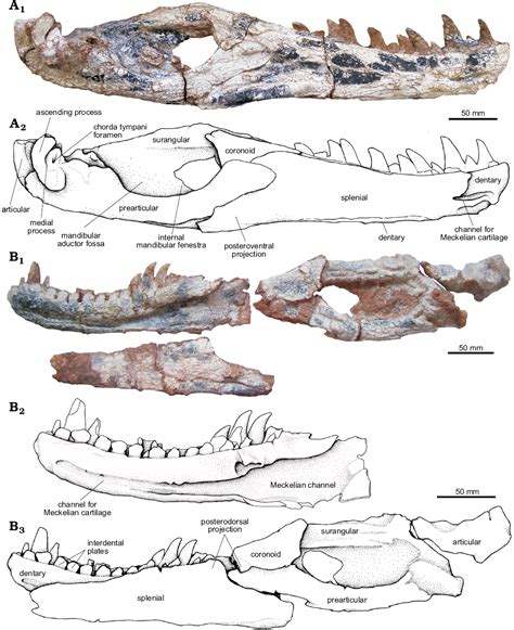 Prestosuchus Skull