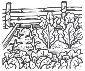 Vegetable Garden Drawing at GetDrawings | Free download