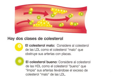 Salud Y Vida Natural Colesterol Y Triglicéridos