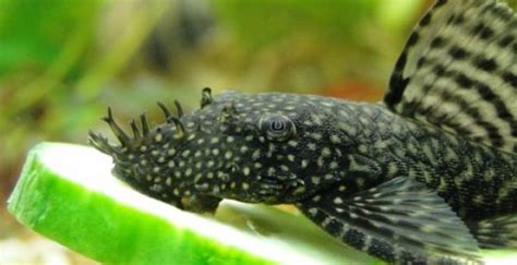 Bristlenose Pleco: Care and Breeding Guide - WZaquarium