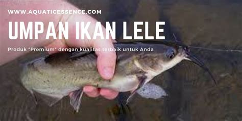 Gambar Ikan Lele Putih - Ikan Info