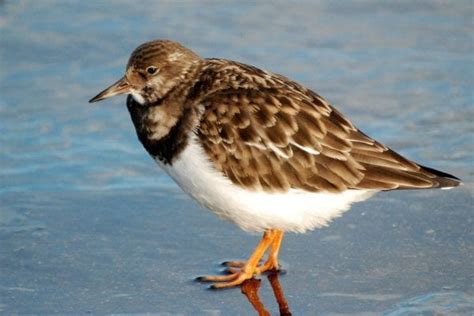 Turnstone Birdwatch Ireland