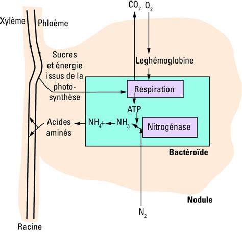 2 La symbiose fixatrice d azote des légumineuses des échanges