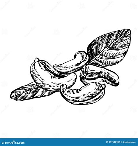 Cashew Nuts Sketch Illustrations Vector Hand Drawn Illustrations