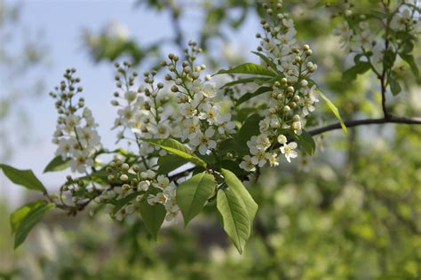 Kostenlose foto Baum Natur Ast blühen Frucht Blatt Blume