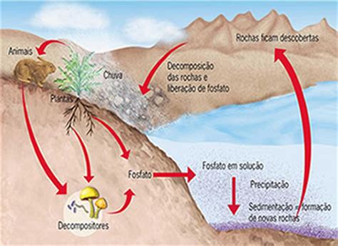 Ciclo Do F Sforo Como Ocorre O Ciclo Do F Sforo