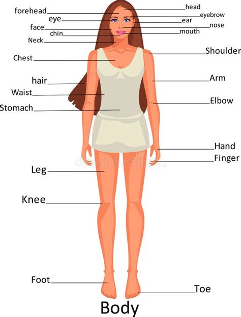 Diagram of the Human Body Parts on the Girl Stock Vector - Illustration ...