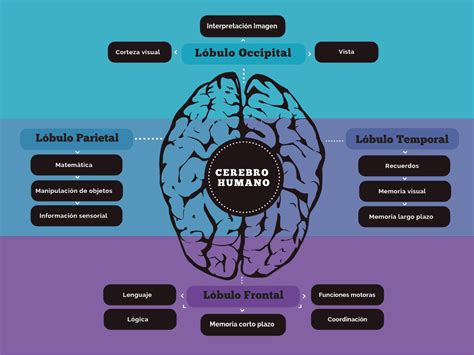 Cerebro Mapa Conceptual Tesmapa 2