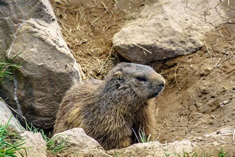 marmota pixabay