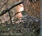 Accipiter Nisus IN Eurasian Sparrowhawk EN US FI