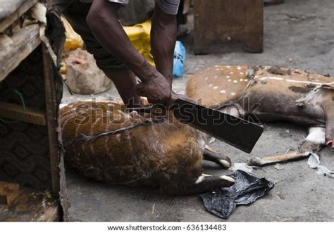 Preparing Bushmeat Kumasi Bushmeat Market Ghana Stock Photo Edit Now