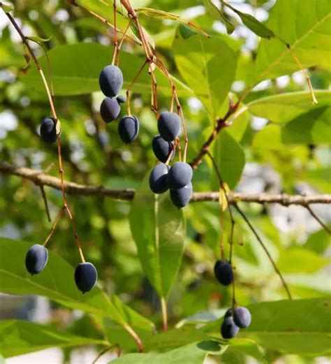 Native Fringe Tree Beauty And Benefits The Plant Native