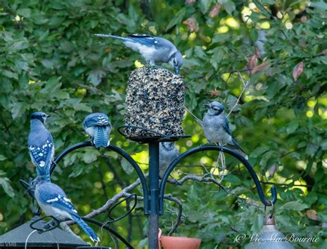 Best blue jay feeders for your backyard feeding station — FERNS & FEATHERS