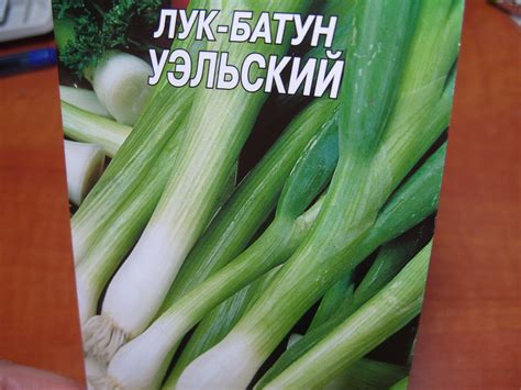 Лук батун: выращивание и применение