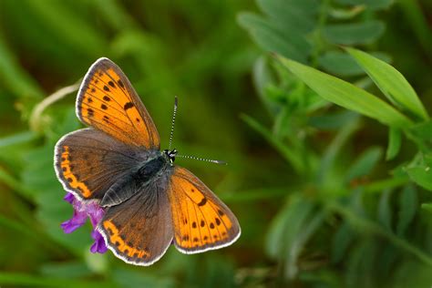 Brown And Black Butterfly HD Wallpaper Wallpaper Flare