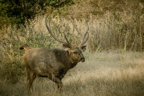 Sambar Rusa Unicolor Previously Cervus Unicolor By Murray Thomas