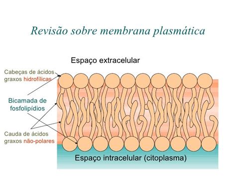 Meio Intra E Extracelular - Meio Extracelular E Intracelular – LNMDE