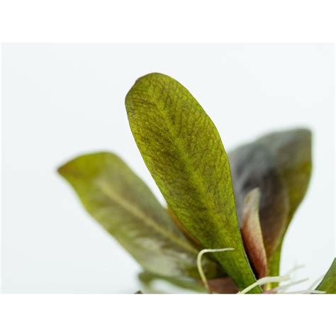 Planta Acvariu Echinodorus Reni In Vitro Tropica