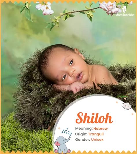 Shiloh Name Meaning, Origin, History, And Popularity