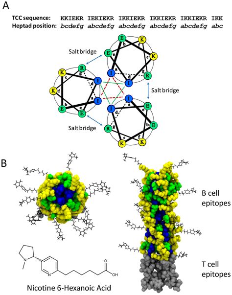 Structure Of The Trimeric Coiled Coil Protein A The Amino Acid