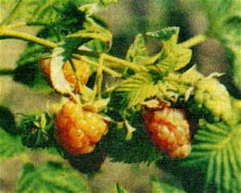 Желтая малина, лучшие сорта для выращивания