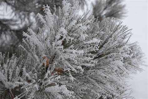 Rime Ice vs. Hoar Frost - there is a difference! | Waushara Argus