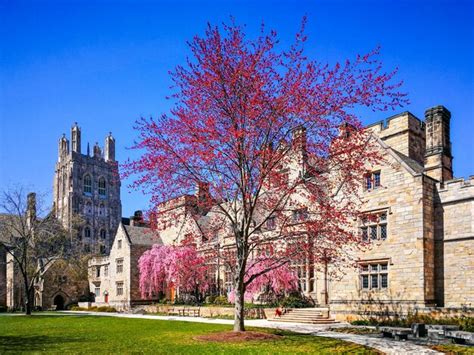 Uma árvore flores rosa em frente ao branford college da