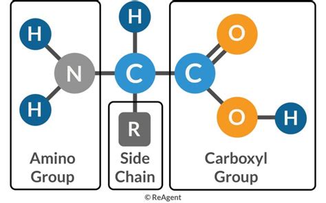 What Are Amino Acids The Science Blog Science Blog Biology Facts