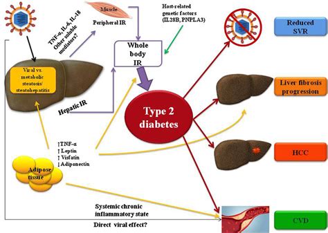 Tentative Explanation Of The Pathogenesis Of Hepatitis C Virus Induced