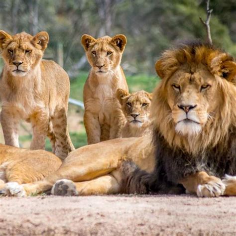 Soñar con leones qué significa y cómo debemos interpretarlo