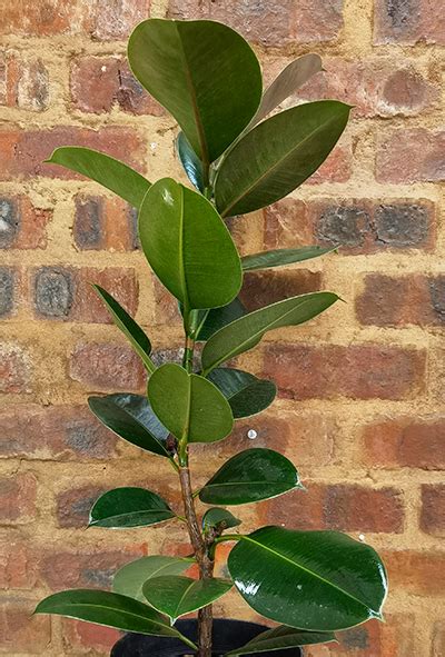 Ficus Elastica Robusta Cm Plant Elite Nursery