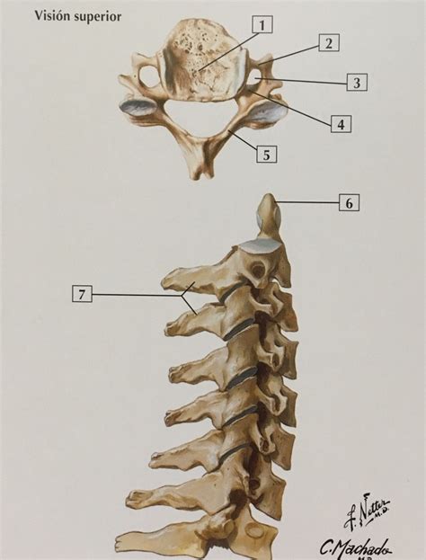 Vértebras cervicales Diagram | Quizlet