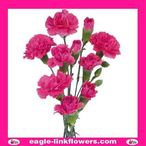 Pink Spray Carnation Eagle Link Flowers