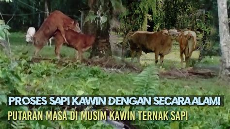 Proses Sapi Kawin Dengan Secara Alami Sapi Limousin Sapi Simental