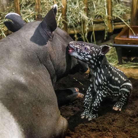 First baby Malayan Tapir ever born at Prague Zoo : aww