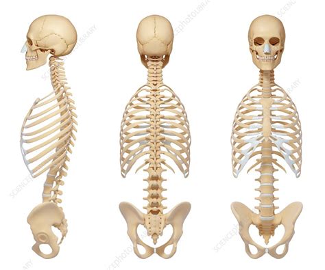 Human Skeletal System Artwork Stock Image F010 4512 Science