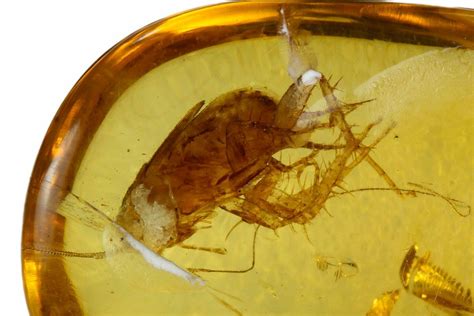 Detailed Fossil Cockroach (Blattodea) In Amber - Myanmar For Sale ...