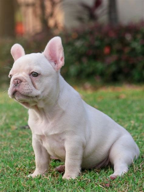 White French Bulldog Coat Types Health Facts And Photos Petskb