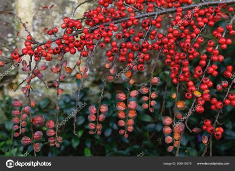 Cotoneaster Horizontalis Wall Cotoneaster Red Berries Stock Photo By