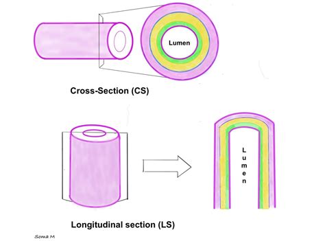 The Cell Through the Microscope – Anatomy and Physiology I: An Interactive Histology Atlas