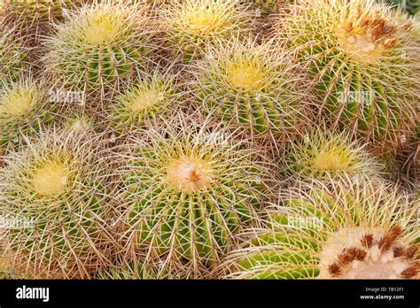 Succulent texture -Fotos und -Bildmaterial in hoher Auflösung – Alamy