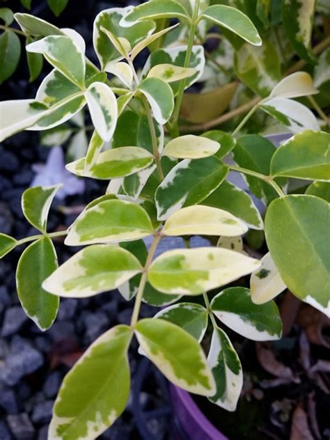 Pandorea Jasminoides Charisma Wholesale Nursery Nurseries In