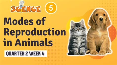 Science 5 Q2 Week 4 Modes Of Reproduction In Animals Youtube