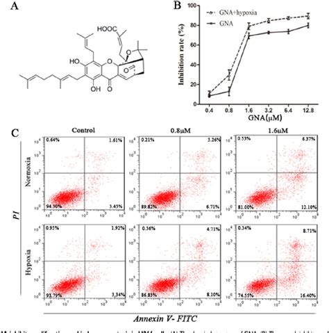 Figure From Gambogenic Acid Exerts Antitumor Activity In Hypoxic